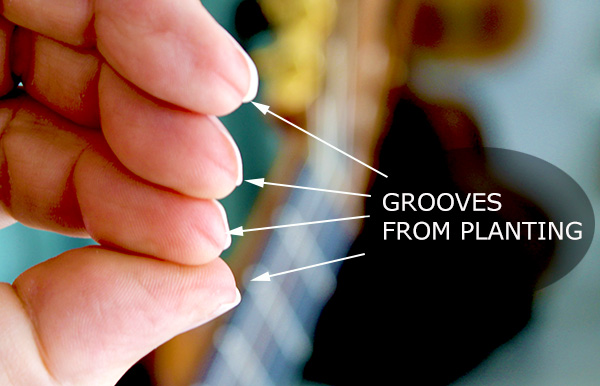 Grooves on the fingertips where planting occurs