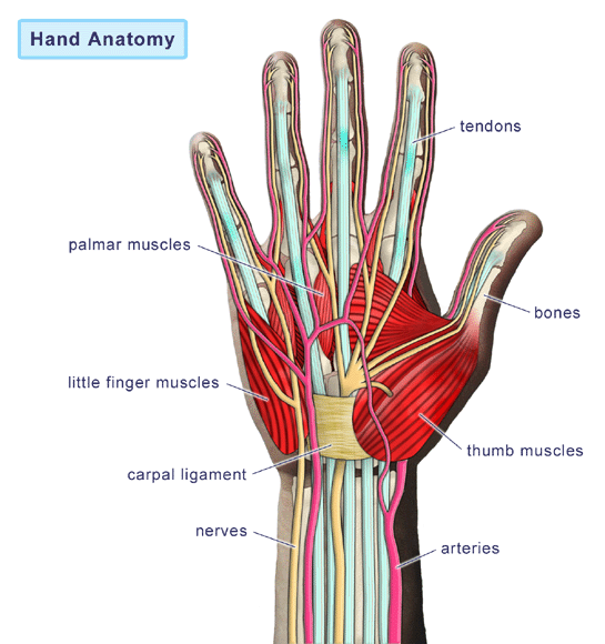 Mangore | Bellucci Guitars - Guitar Player Anatomy