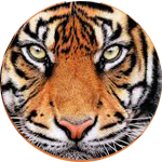The Tiger Model